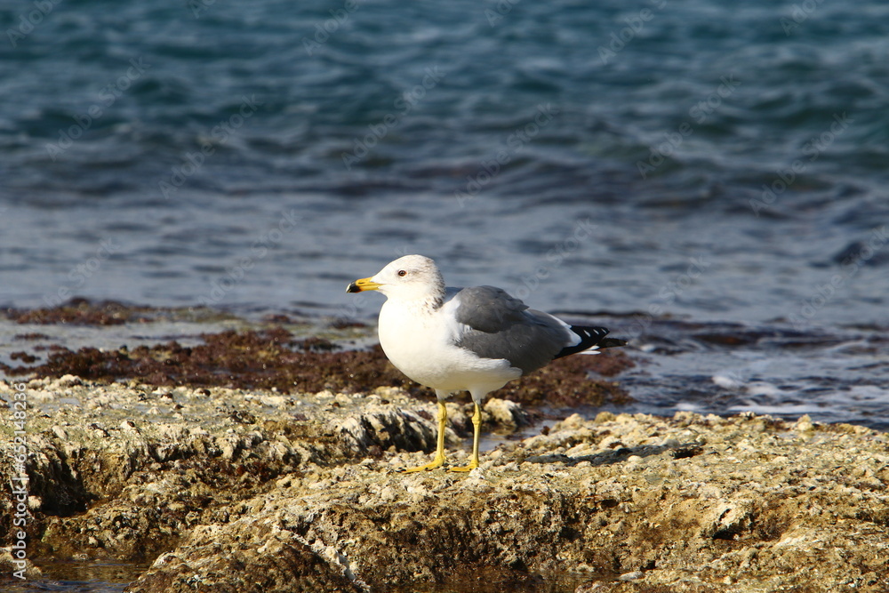 birds on the shores of the Mediterranean Sea in northern Israel birds on the shores of the Mediterranean Sea in northern Israel