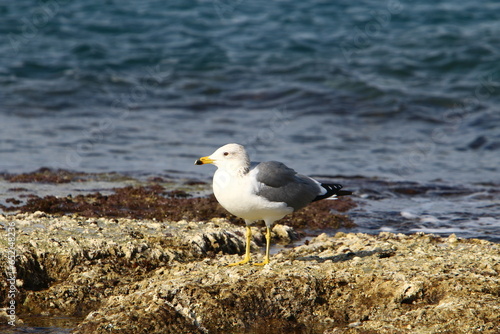 birds on the shores of the Mediterranean Sea in northern Israel