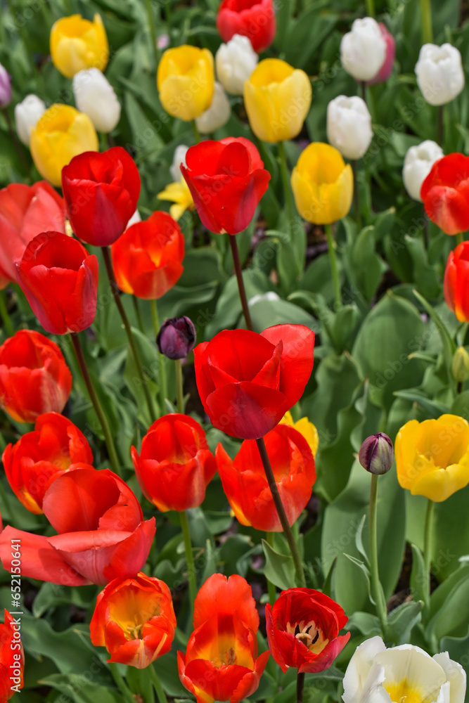 Tulips Tulips