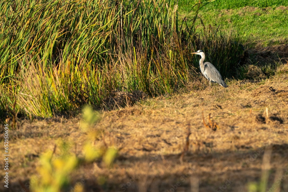 Great blue heron on a sunny morning at the water's edge. Swamp grasses and reeds form the background