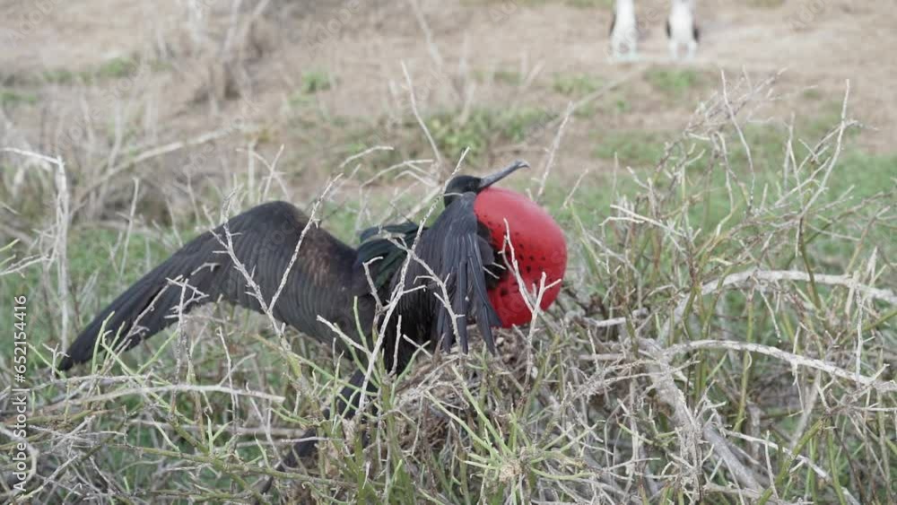 slow motion of a Magnificent frigatebird, Fregata magnificens, is a big black seabird with a characteristic red gular sac. Male frigate bird nesting with inflated sack, galapagos islands, Ecuador.