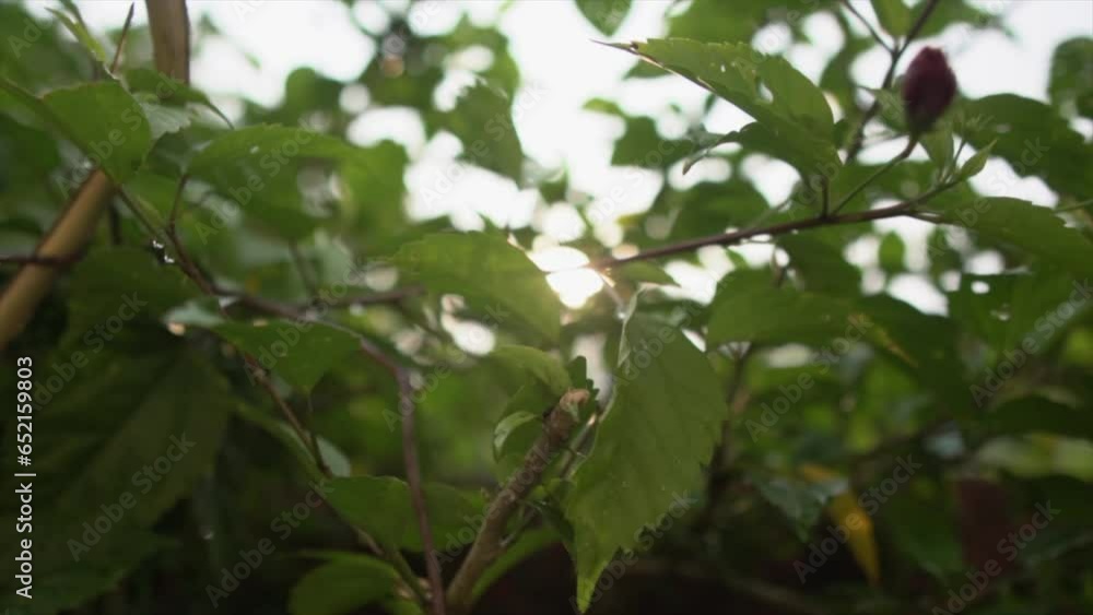 The camera executes a lateral move, capturing a mesmerizing shot of tree leaves silhouetted by the sun's radiant glow from behind.
The camera executes a lateral move, capturing a mesmerizing shot of tree leaves silhouetted by the sun's radiant glow from behind.
