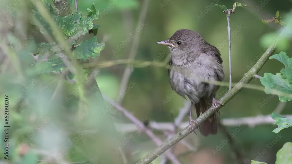 A video about a Thrush Nightingale. A Very rare breeding bird in the Netherlands A video about a Thrush Nightingale. A Very rare breeding bird in the Netherlands