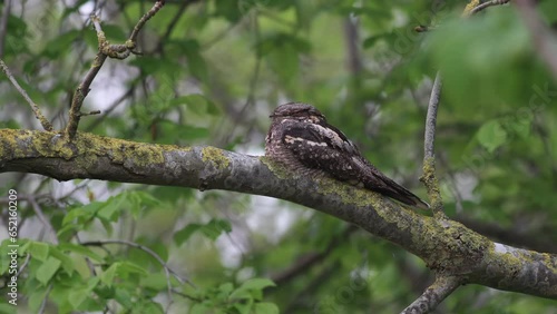 A European Nightjar roosting on a branch photo