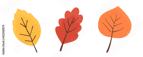 Autumn leaves collection on white background vector.