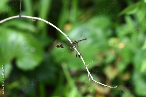 A Sympetrum baccha matutinum female. Libellulidae sympetrum dragonfly. The dark brown markings on the tips of the wings are characteristic.