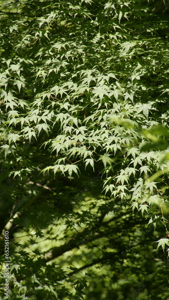 green maple green maple