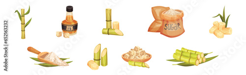 Sugar Cane Green Plant Stem with Rum Bottle and Sack Vector Set.