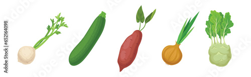 Ripe Vegetable and Local Agricultural Crop Vector Set