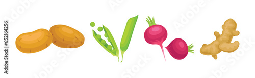 Ripe Vegetable and Local Agricultural Crop Vector Set