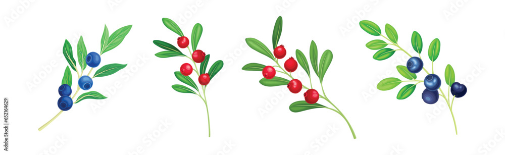 Berry Twig and Branch with Leafy Stem and Hanging Fruit Vector Set Berry Twig and Branch with Leafy Stem and Hanging Fruit Vector Set