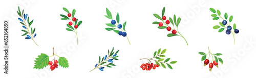 Berry Twig and Branch with Leafy Stem and Hanging Fruit Vector Set