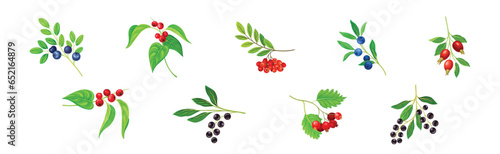 Berry Twig and Branch with Leafy Stem and Hanging Fruit Vector Set