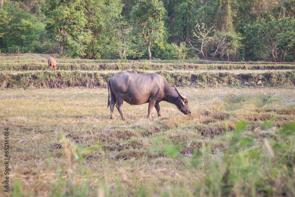 Buffalo eating grass in the field. In the evening. Buffalo of Thailand. Buffalo eating grass in the field. In the evening. Buffalo of Thailand.