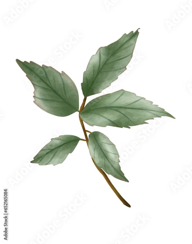 leaf of rose watercolor vector design