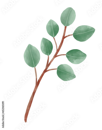 eucalyptus illustration design. branch watercolor vectors