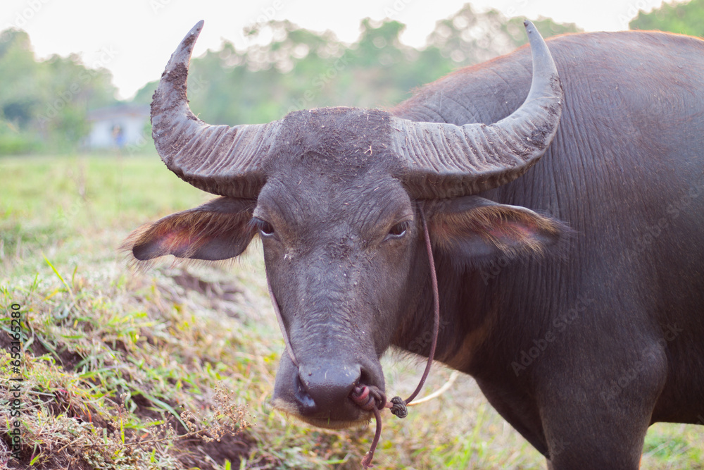 Buffalo eating grass in the field. In the evening. Buffalo of Thailand. Buffalo eating grass in the field. In the evening. Buffalo of Thailand.