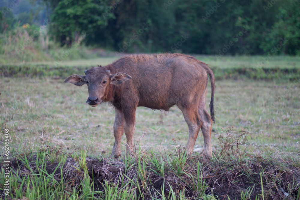 Calf buffalo looking grass around field. Calf buffalo looking grass around field.