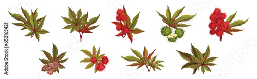 Castor Plant with Green Palmate Leaves and Red Fruit Vector Set