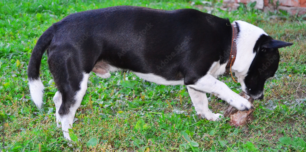 A black and white Jack Russell Terrier dog in a collar is gnawing a bone.