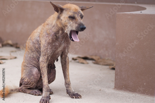 Fotografia A dog sick leprosy skin problem, abandoned animal.