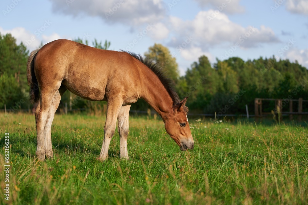 Fototapeta premium Portrait of a horse, brown horse. Close-Up Portrait of a Brown Foal Grazing in Nature