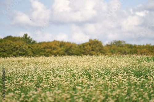 white with green flowers field. summer spring meadow on background blue sky with white clouds