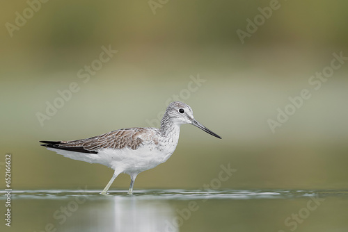 The common greenshank in the autumn season (Tringa nebularia)