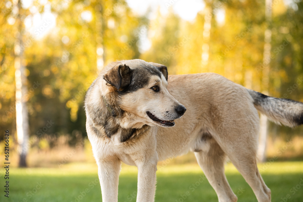 Beautiful large mongrel dog with orange eyes, mixed-breed dog in a garden. Beautiful large mongrel dog with orange eyes, mixed-breed dog in a garden.