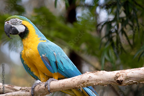 the Back and upper tail feathers of the blue and gold macaw are brilliant blue; the underside of the tail is olive yellow. photo