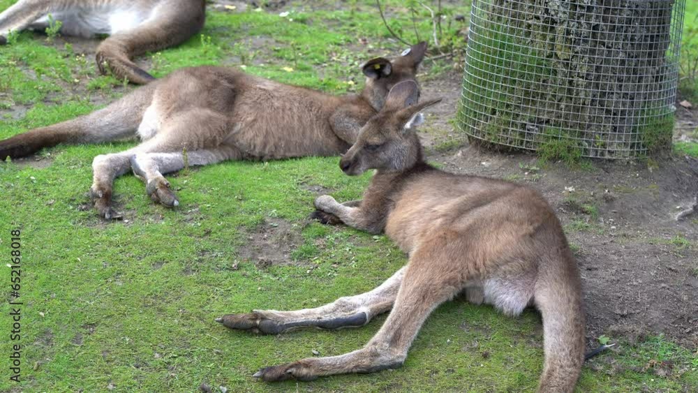 Young kangaroos relaxing on the ground inside park Young kangaroos relaxing on the ground inside park