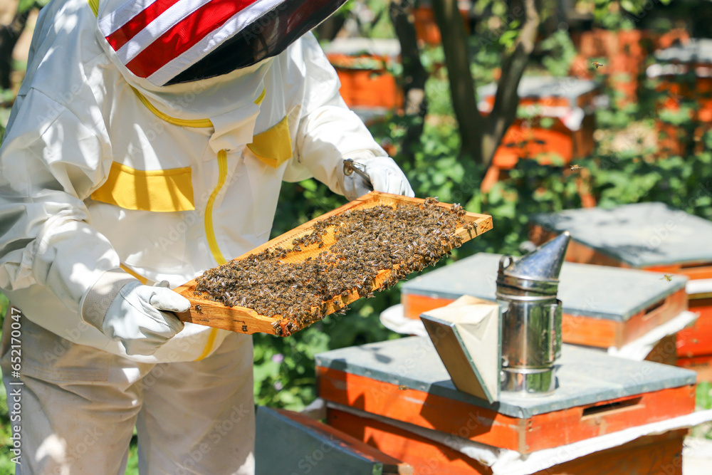 Beekeeper is working for collect honey. Beekeeper is working for collect honey.