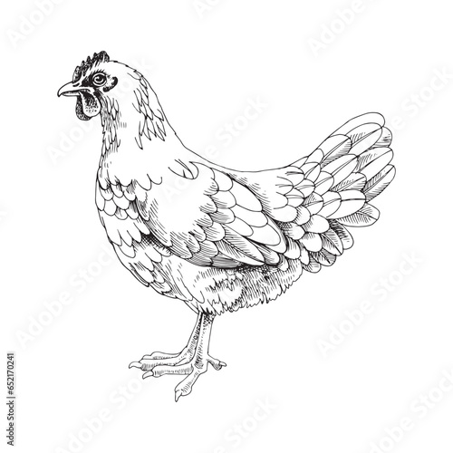 Hand drawn rhode island white chicken