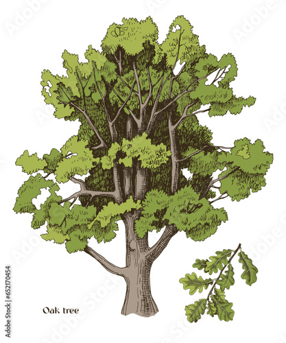Hand drawn oak tree and oak branch 