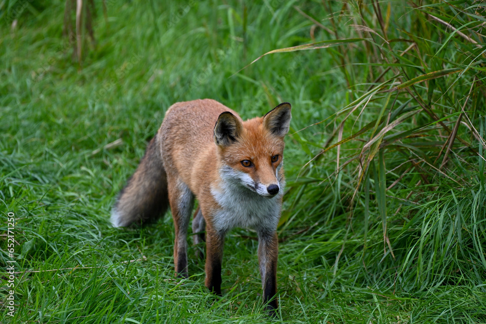 Fototapeta premium Running fox