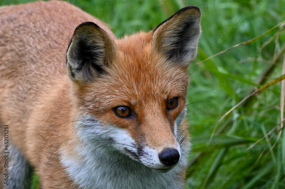 Fox looking for prey Fox looking for prey