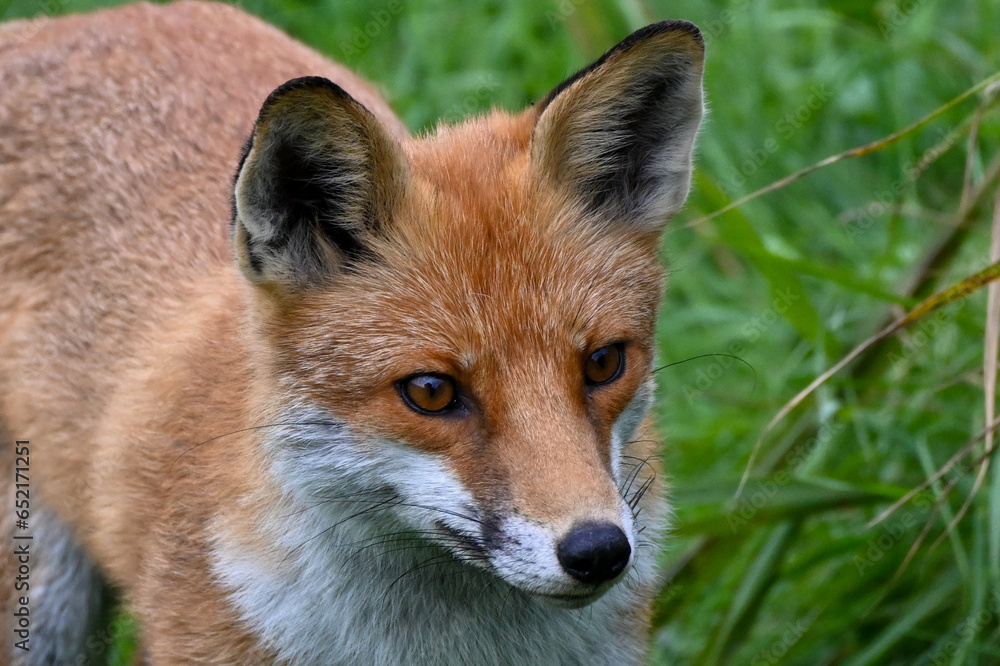 Fox looking for prey