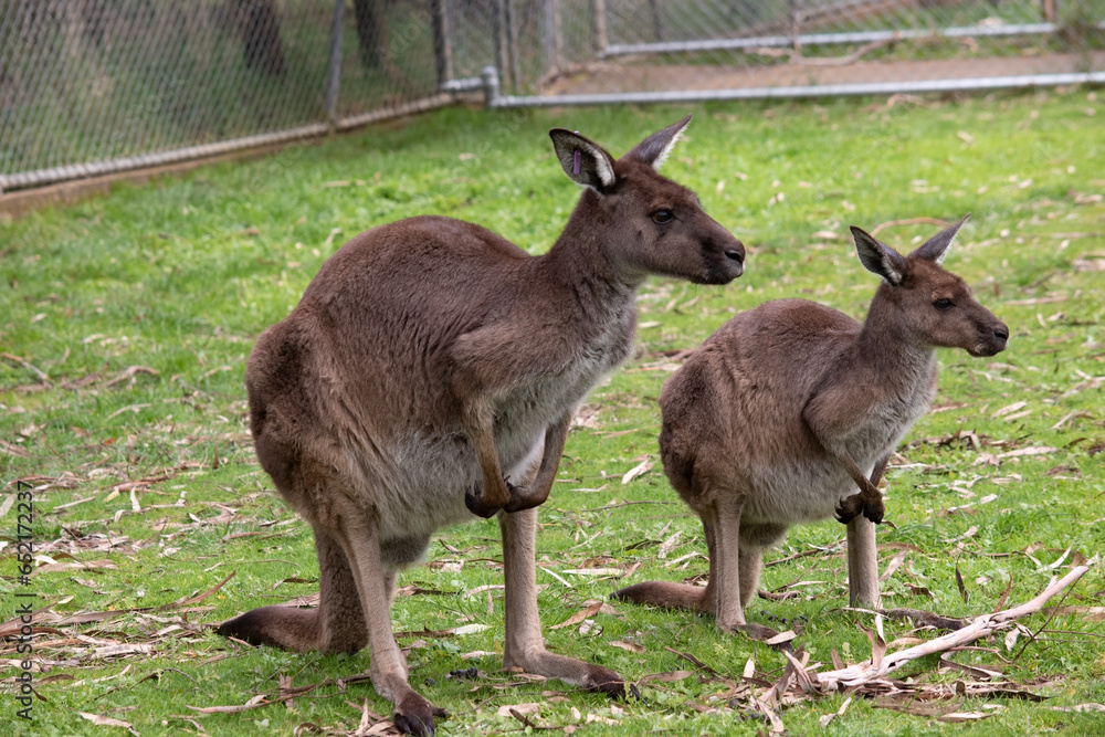 Fototapeta premium Western grey kangaroos have short hair, powerful hind legs, small forelimbs, big feet and a long tail. They have excellent hearing and keen eyesight.
