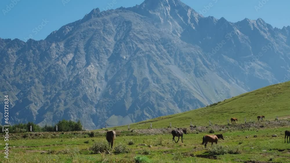 Stepantsminda village, Georgia country. A herd of brown free horses is walking and grazing in a field on a sunny summer day. Beautiful rocky mountains and peaks