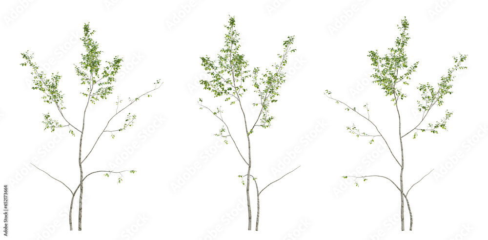 Set of green birch tree on transparent background, 3d render illustration. Set of green birch tree on transparent background, 3d render illustration.