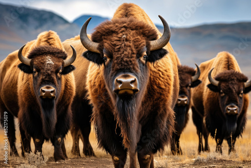 American bisons in the wild