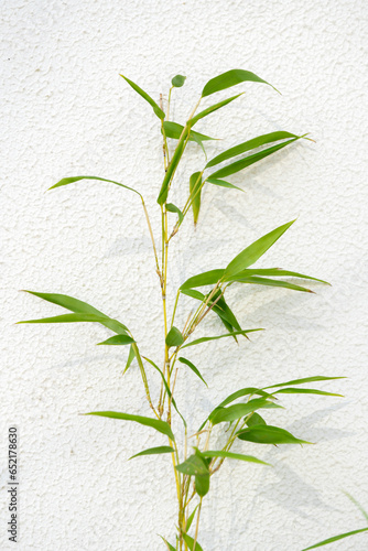 Bamboo in front of white background, bamboo shadow reflected on the white wall.