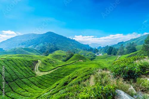 Tea plantation Cameron highlands, Pahang, Malaysia.