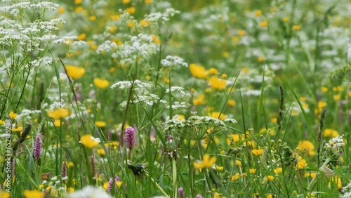 flower MEADOW IN MOUNTAIN photo