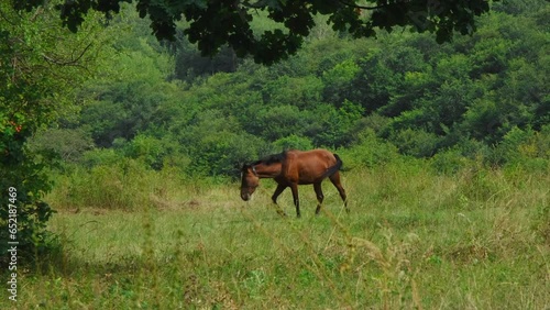 A beautiful brown horse is grazing in a field tied with a rope so that it does not run away. Algeti National Park, nature of Georgia country photo