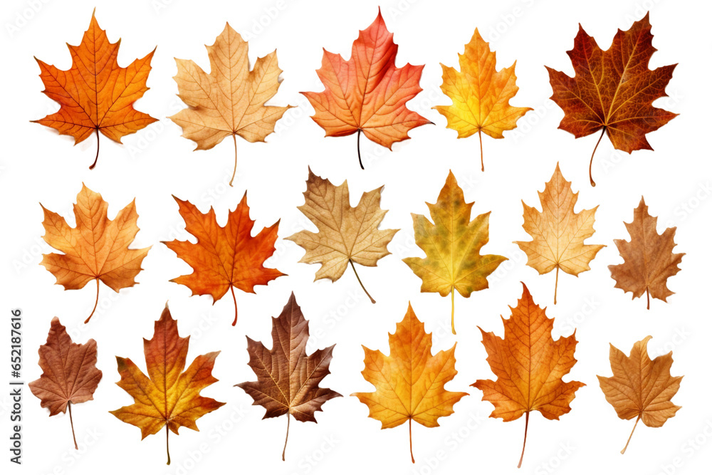 Autumn leaf collection. isolated object, transparent background
