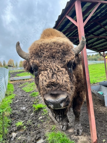 american buffalo in the field