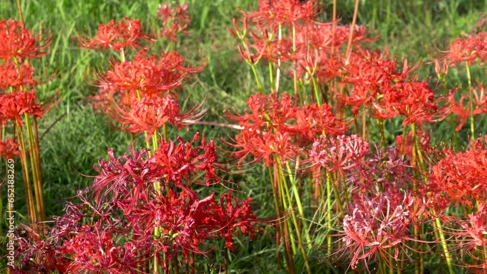 other shore flower, also known as Mansa Zhuhua, also known as stone garlic, dragon claw flower, flower of life and death. The word is other shore flower, also known as Mansa Zhuhua, also known as stone garlic, dragon claw flower, flower of life and death. The word is