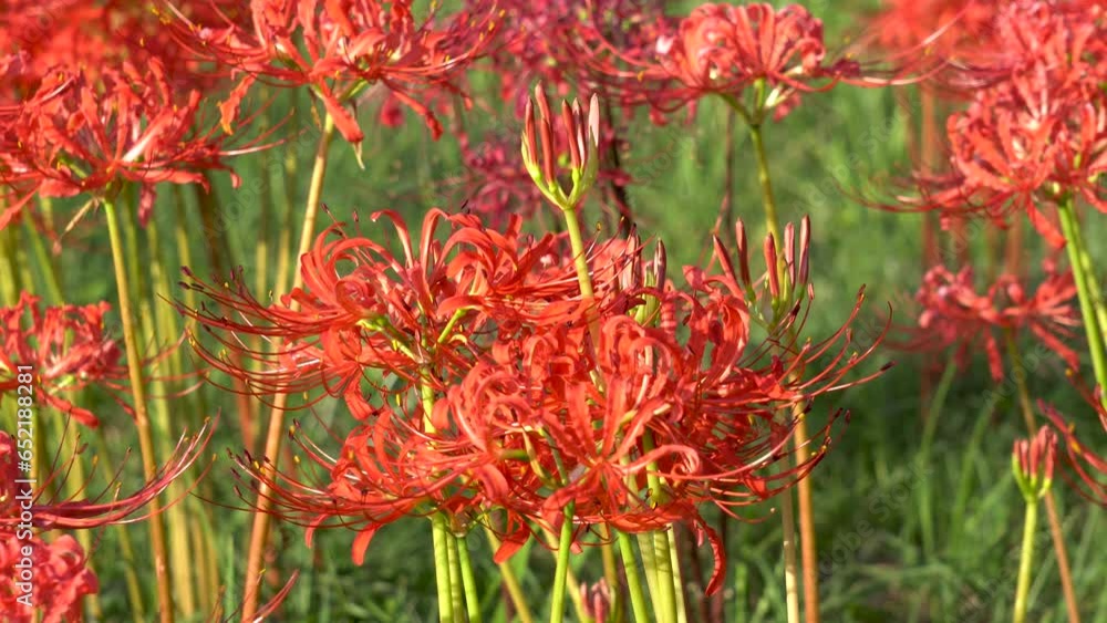 other shore flower, also known as Mansa Zhuhua, also known as stone garlic, dragon claw flower, flower of life and death. The word is other shore flower, also known as Mansa Zhuhua, also known as stone garlic, dragon claw flower, flower of life and death. The word is
