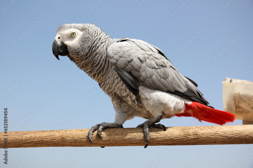 Fototapeta premium birds on a playground in a city park in northern Israel